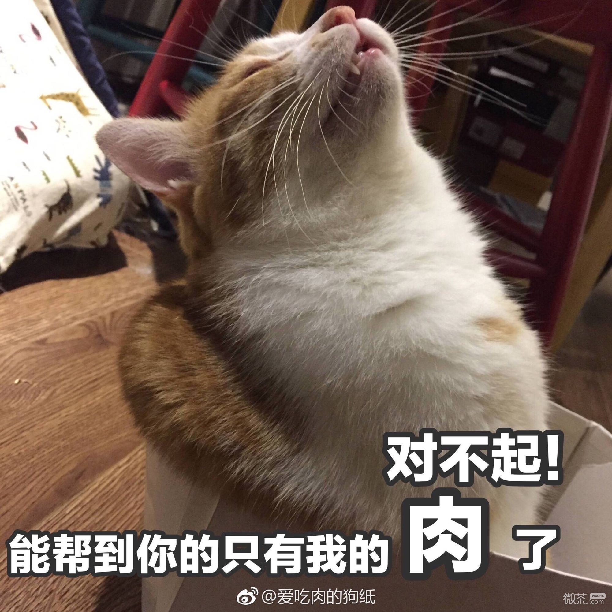优秀啊微信恶搞斗图表情包