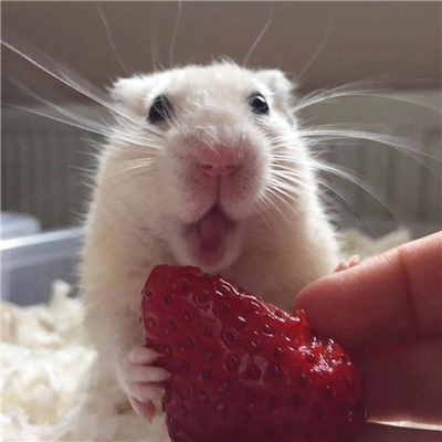 微信搞笑恶搞逗比头像