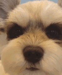 胖五十斤微信恶搞傻屌斗图表情包