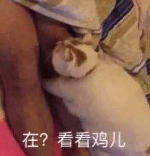 胖五十斤微信恶搞傻屌斗图表情包