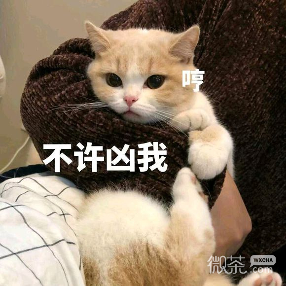 仰望大佬微信恶搞傻屌斗图表情包