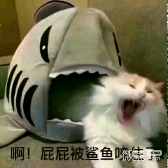 绝交微信傻屌斗图表情包