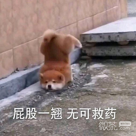 等我微信恶搞傻屌斗图表情包