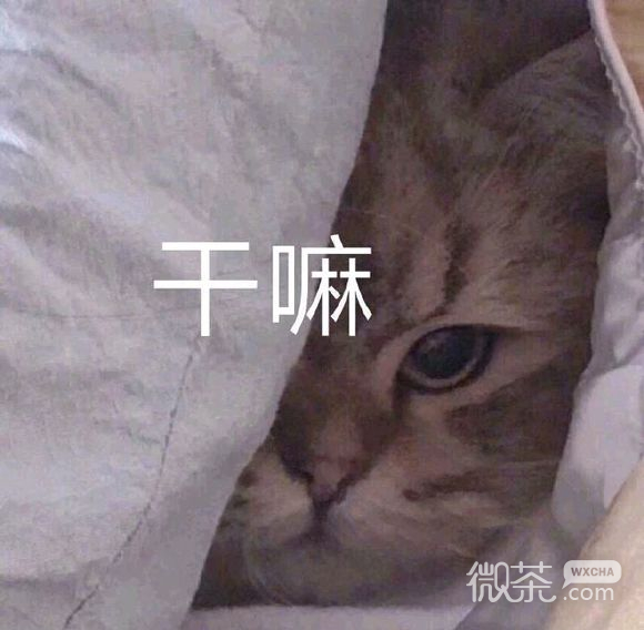 等我微信恶搞傻屌斗图表情包