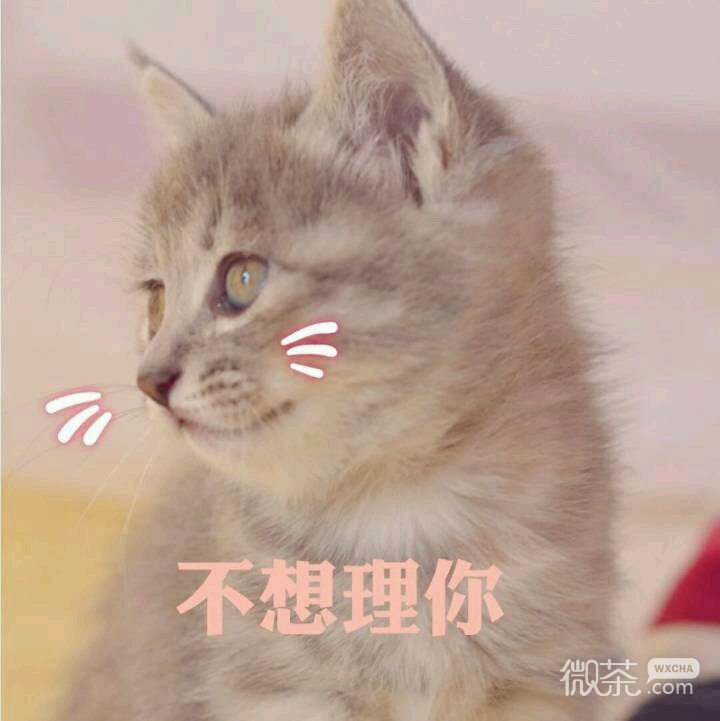 微信笑死了搞怪蠢萌喵星人斗图表情包
