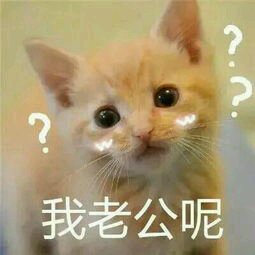 微信笑死了萌宠喵星人表情包