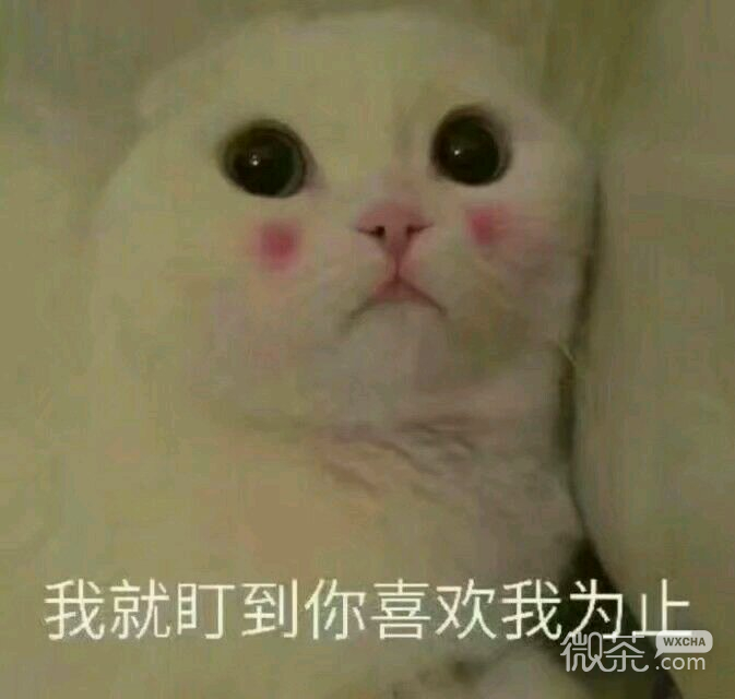 微信笑死了搞怪蠢萌喵星人斗图表情包