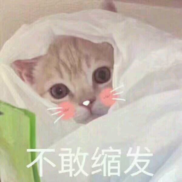 无辜微信可爱到爆喵星人表情包