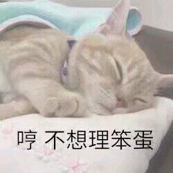 萌萌哒搞怪喵星人斗图微信表情包