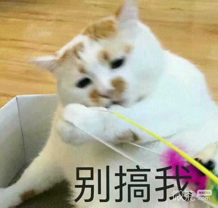 微信笑死了搞怪蠢萌喵星人斗图表情包