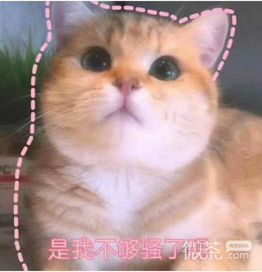 微信笑死了搞怪蠢萌喵星人斗图表情包