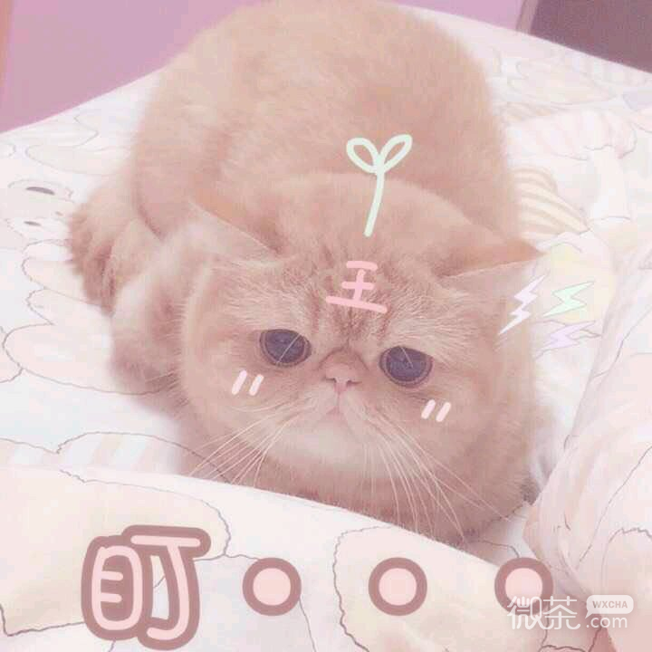 微信笑死了萌宠喵星人表情包