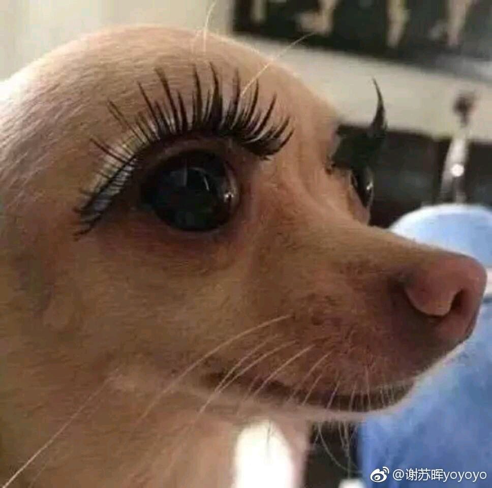 微信近期斗图恶搞表情包2019/3/22（二）