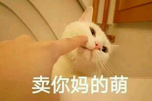微信笑死了萌宠喵星人表情包