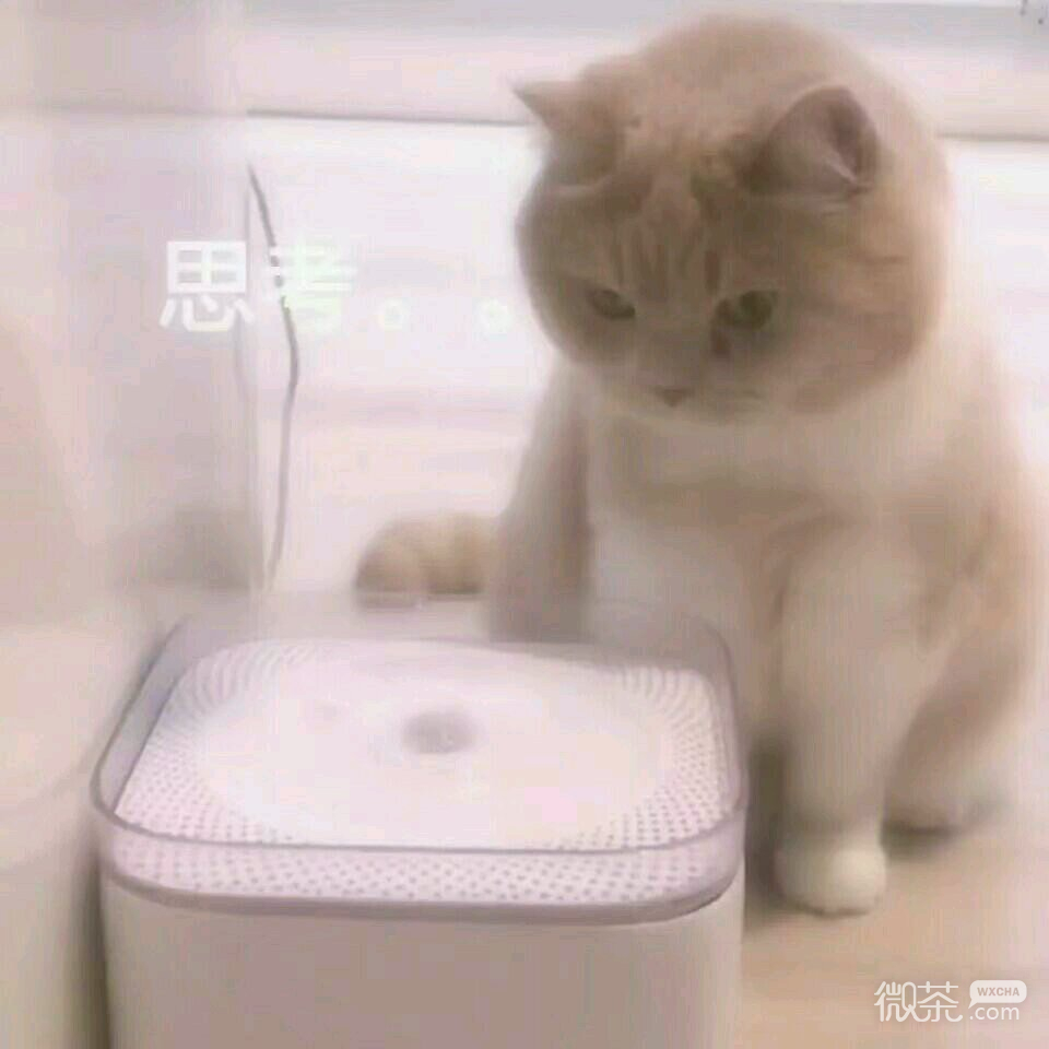 微信笑死了搞怪蠢萌喵星人斗图表情包
