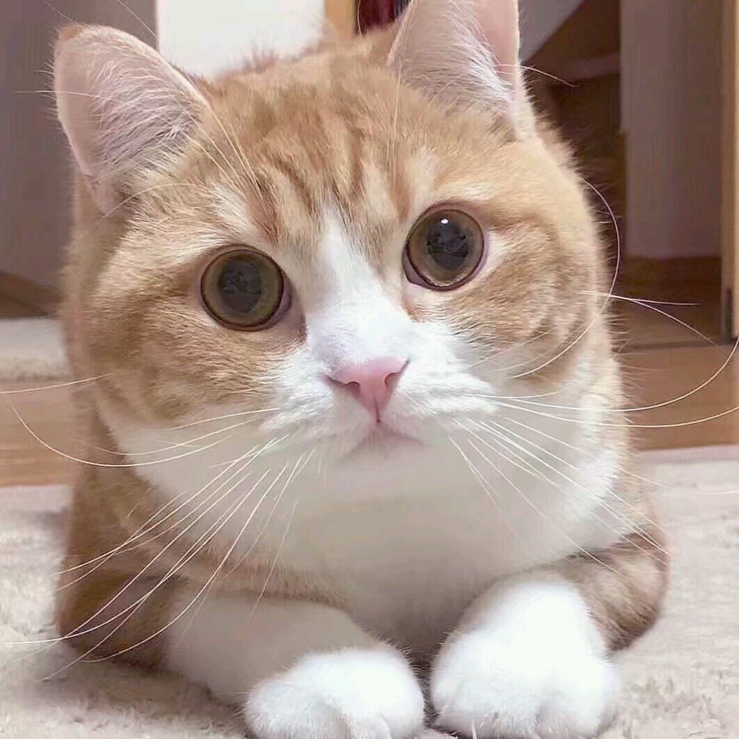 无辜微信可爱到爆喵星人表情包