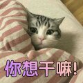 微信搞怪傻屌调皮喵星人斗图表情包