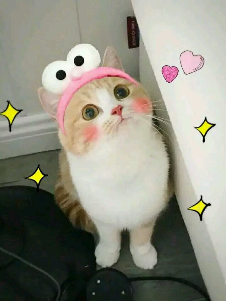 无辜微信可爱到爆喵星人表情包