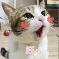 萌萌哒搞怪喵星人斗图微信表情包
