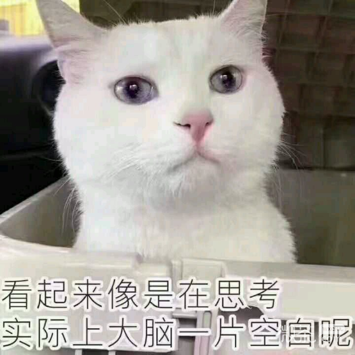 微信笑死了萌宠喵星人表情包