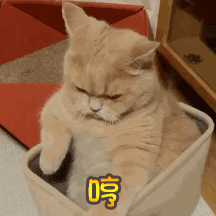 微信笑死了萌宠喵星人表情包