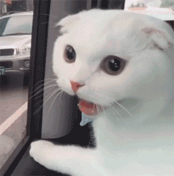 无辜微信可爱到爆喵星人表情包