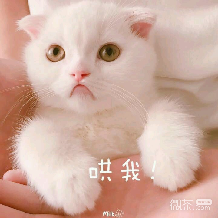 微信笑死了搞怪蠢萌喵星人斗图表情包