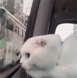 无辜微信可爱到爆喵星人表情包