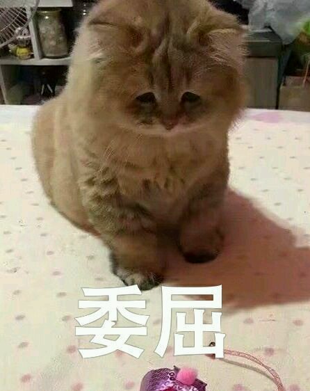 微信笑死了搞怪蠢萌喵星人斗图表情包