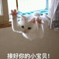 萌萌哒搞怪喵星人斗图微信表情包