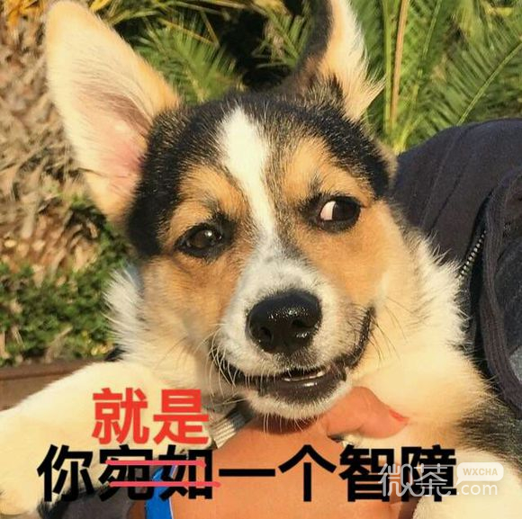 呸微信恶搞傻屌斗图表情包