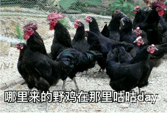不约微信恶搞傻屌斗图表情包