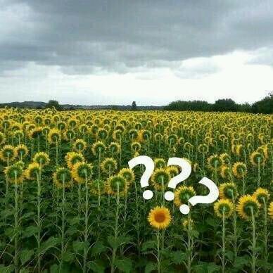 要和谐微信恶搞傻屌斗图表情包