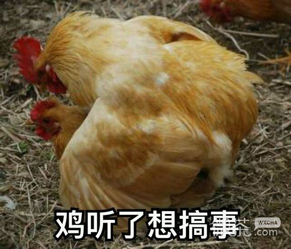 不约微信恶搞傻屌斗图表情包