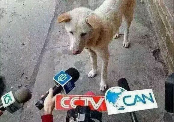 要和谐微信恶搞傻屌斗图表情包