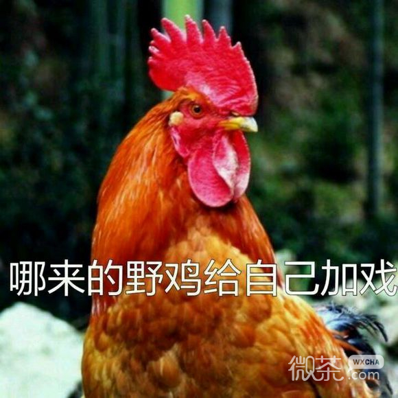 不约微信恶搞傻屌斗图表情包