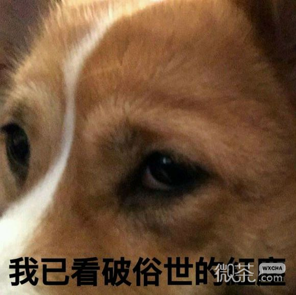 呸微信恶搞傻屌斗图表情包