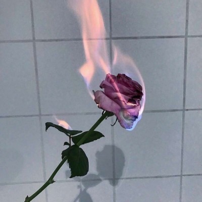 微信清新好看风景静物头像
