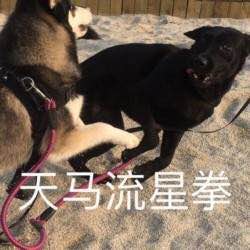 过分微信恶搞傻屌斗图表情包