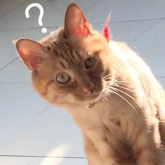 我很委屈微信恶搞斗图表情包