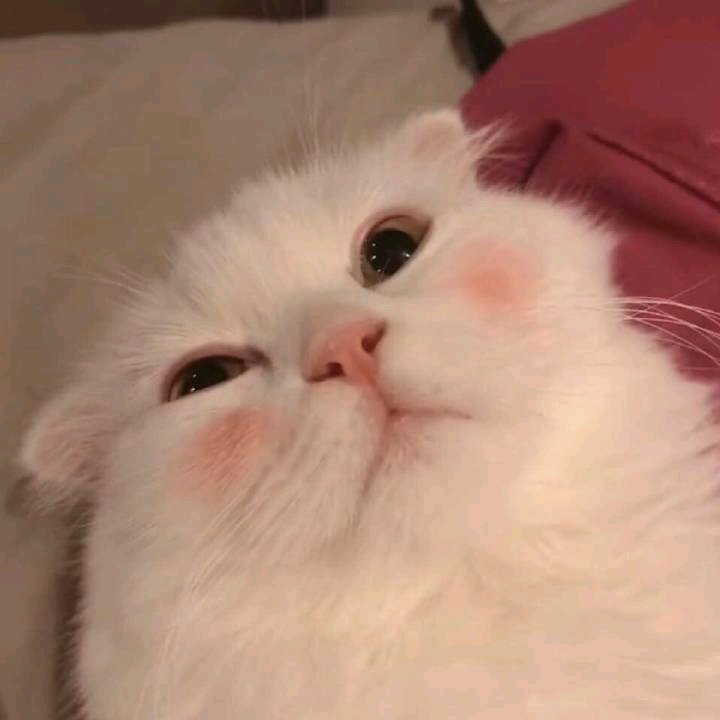 微信甜蜜稳重情侣头像