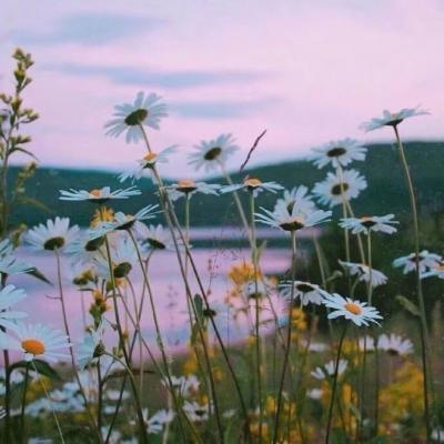 微信粉嫩清新好看风景头像