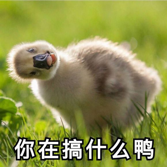 药店碧莲微信恶搞傻屌斗图表情包