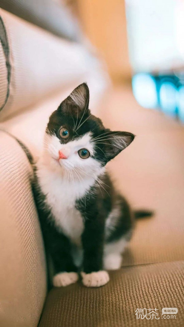 慵懒可爱的猫咪系列微信图片合集下载