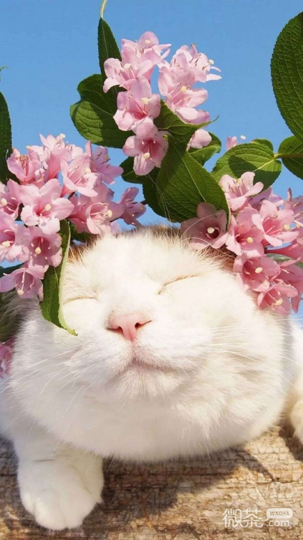 慵懒可爱的猫咪系列微信图片合集下载