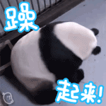 贱贱的大熊猫系列微信恶搞动态带字表情包下载