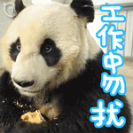 贱贱的大熊猫系列微信恶搞动态带字表情包下载