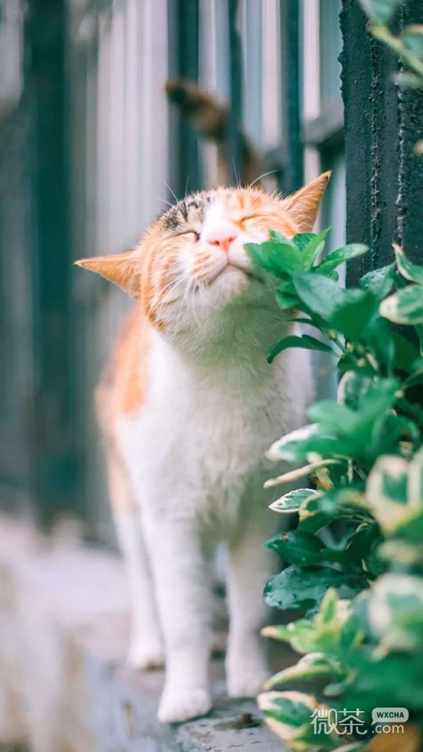 慵懒可爱的猫咪系列微信图片合集下载