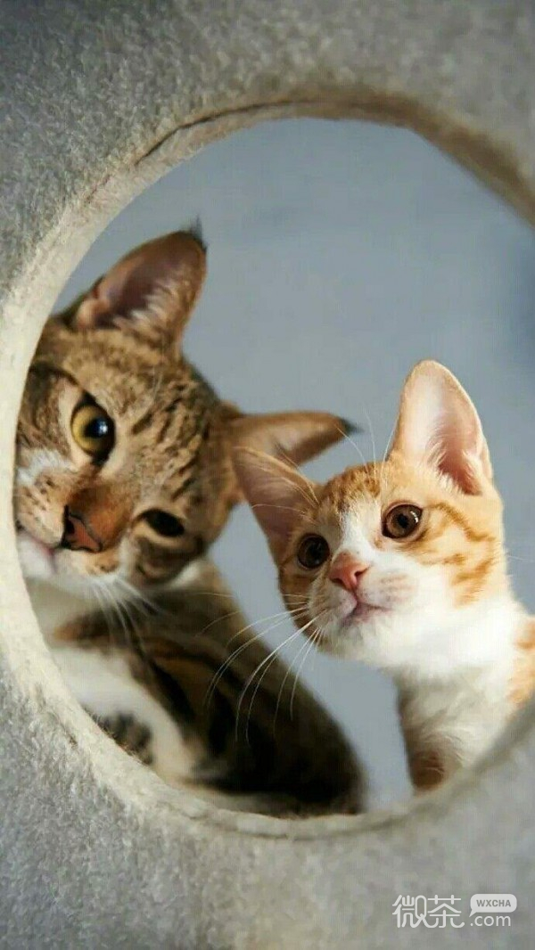 慵懒可爱的猫咪系列微信图片合集下载