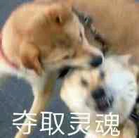 太不是人了微信恶搞傻屌斗图表情包